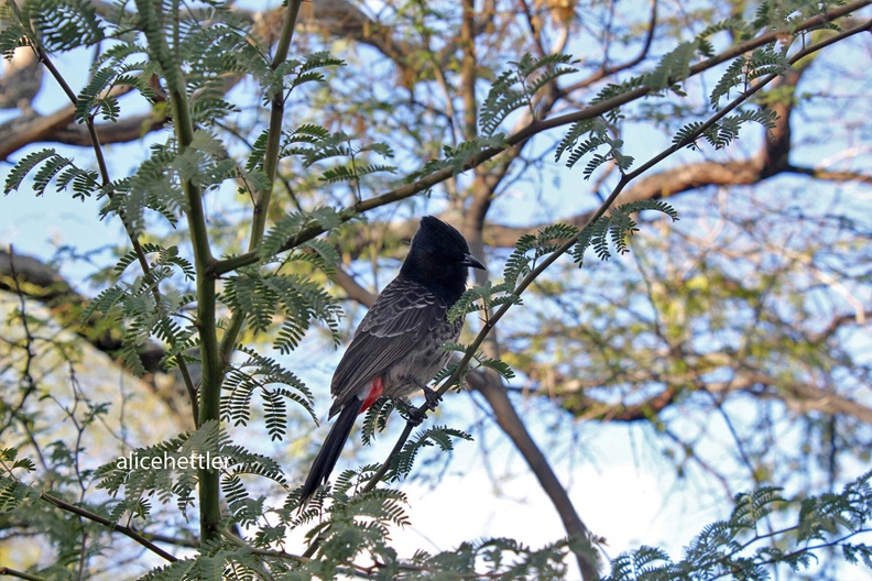 Rußbülbül (Pycnonotus cafer)